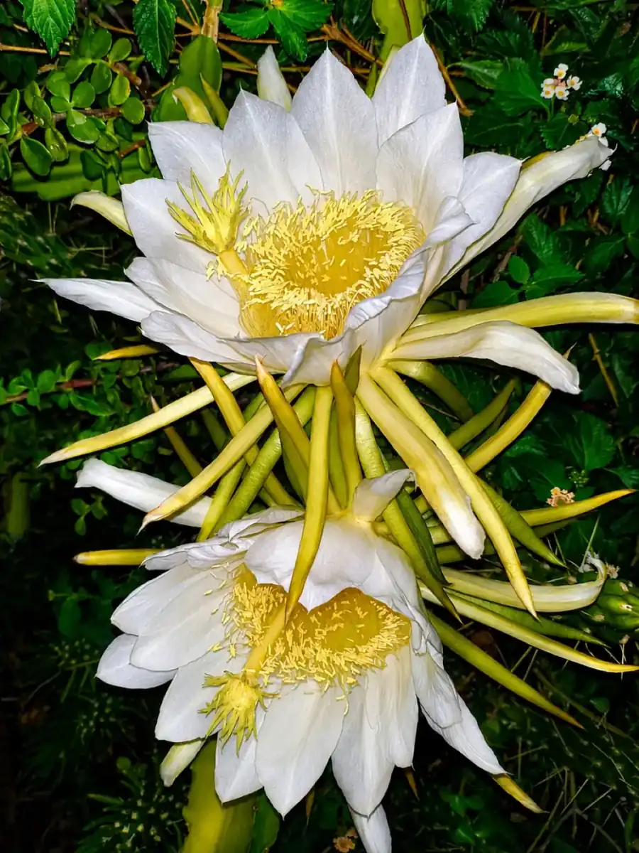 White flowers in the Riviera gardens