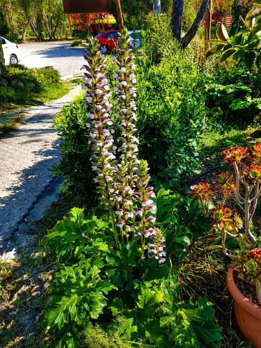 Flowering plants in the Riviera gardens