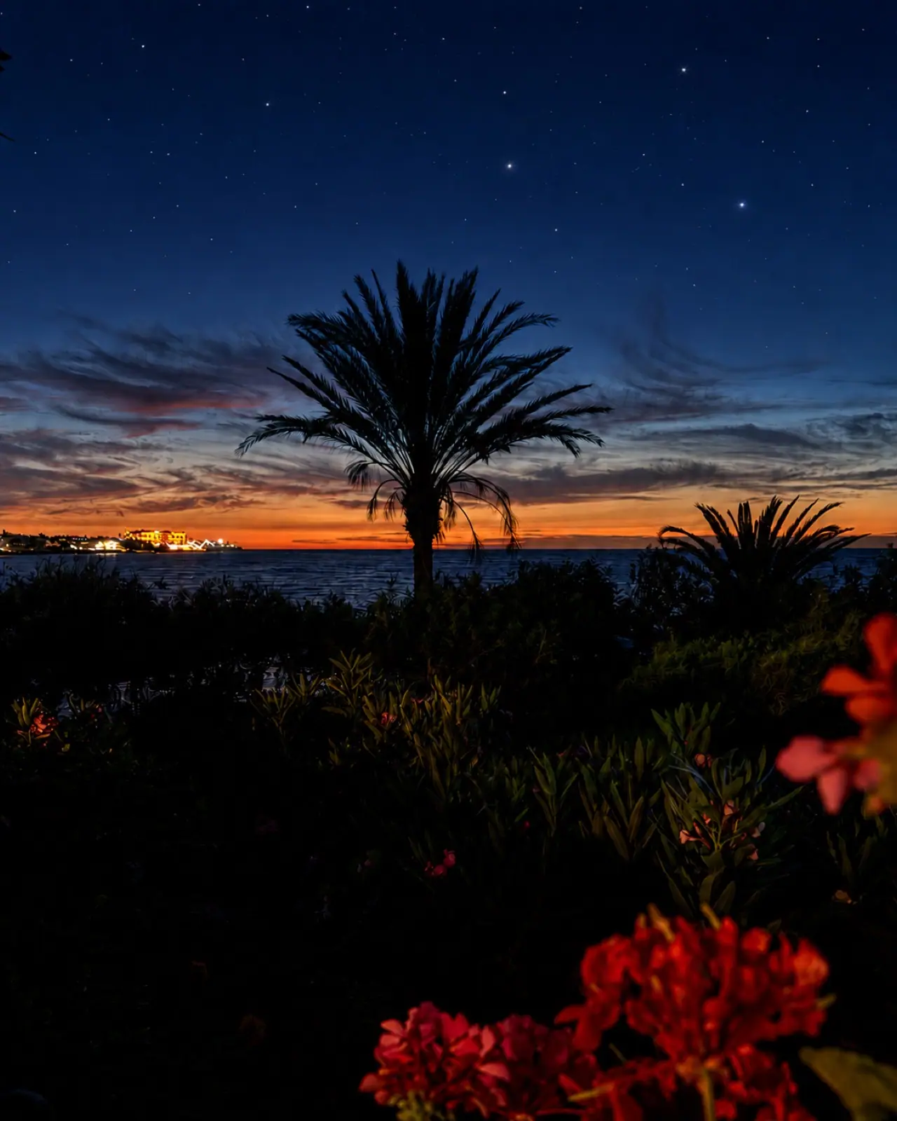 Night sky with palm trees at Riviera Beach Bungalows