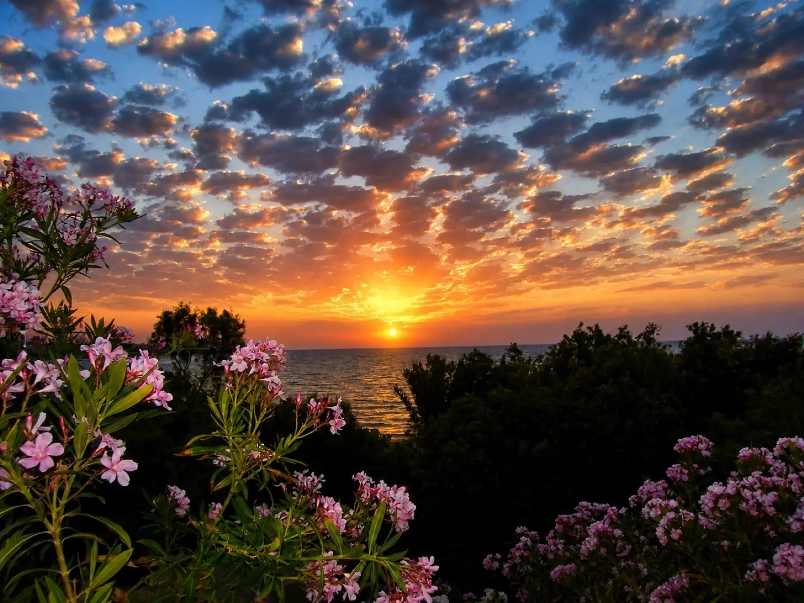 Cloudy sunset over the sea and flowers at Riviera Beach Bungalows